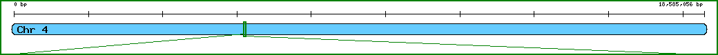 Chromosome image