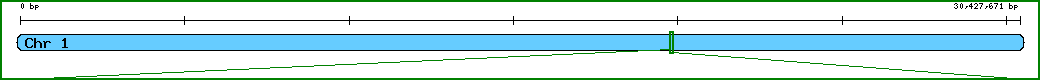 Chromosome image