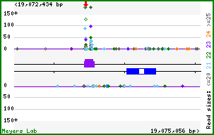 Gene map